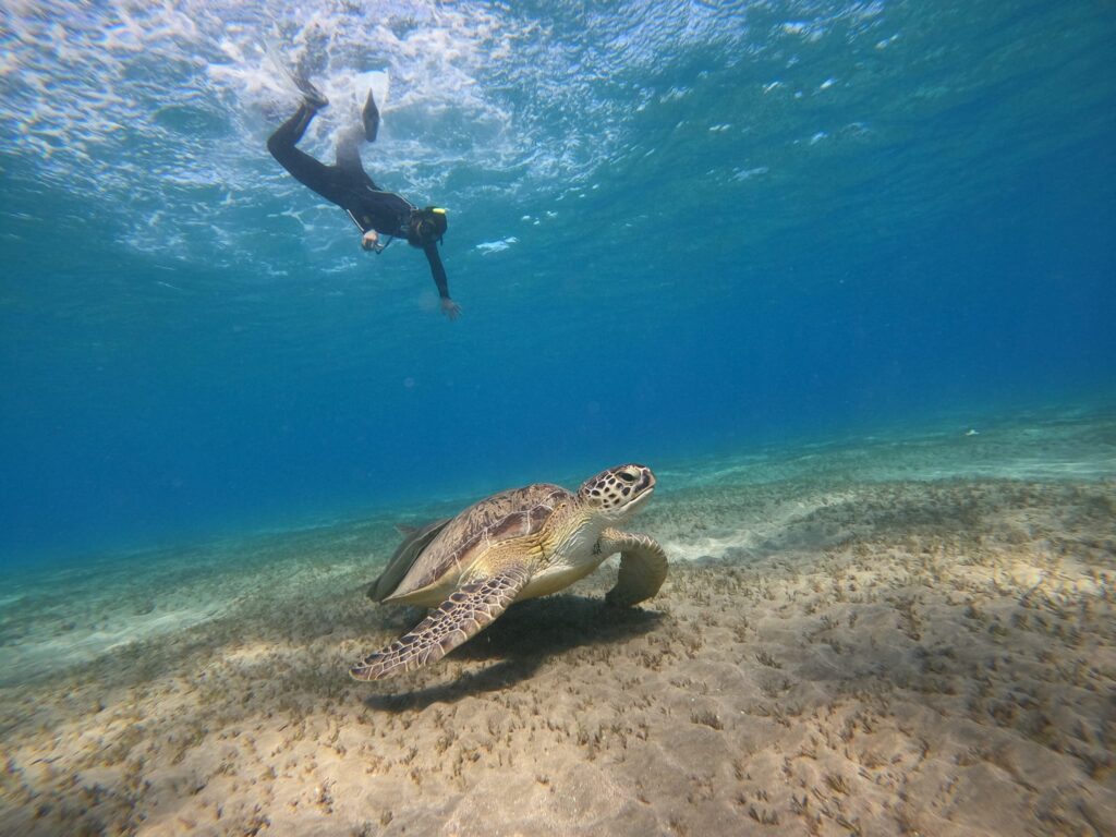 snorkel in egypt