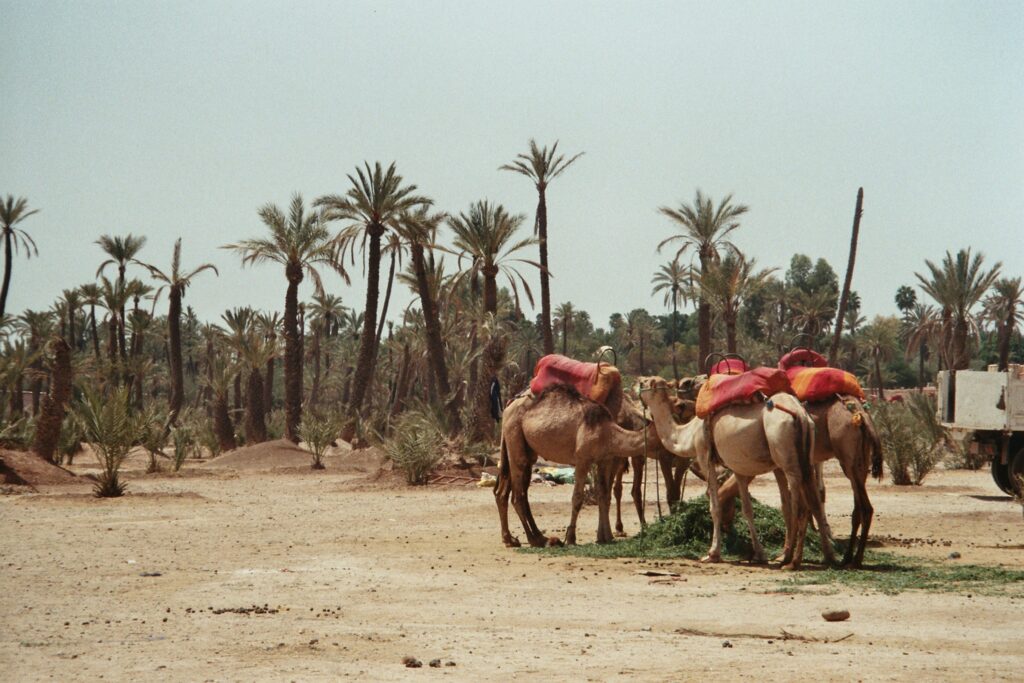 Safari 
safari in Sharm El Sheikh