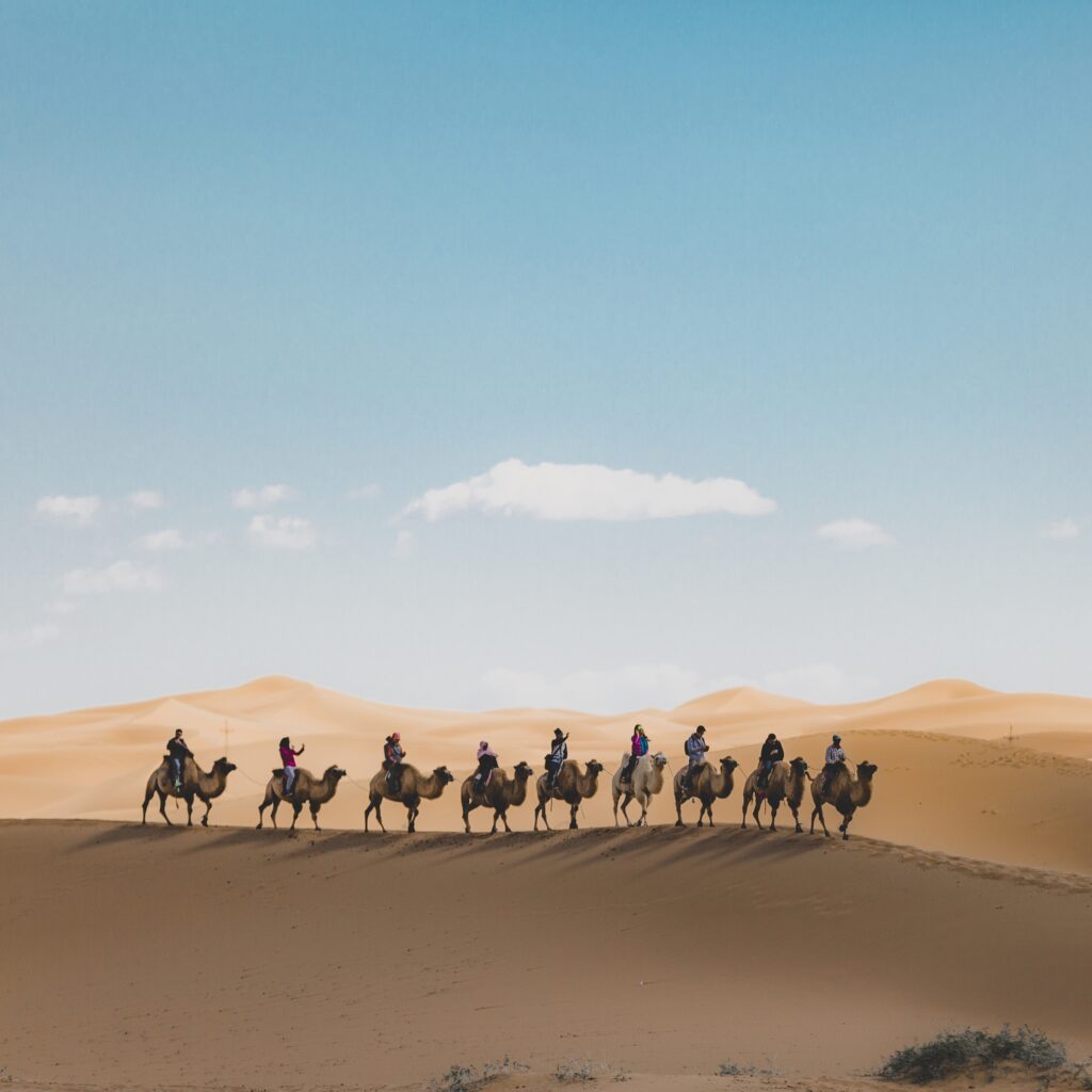 safari