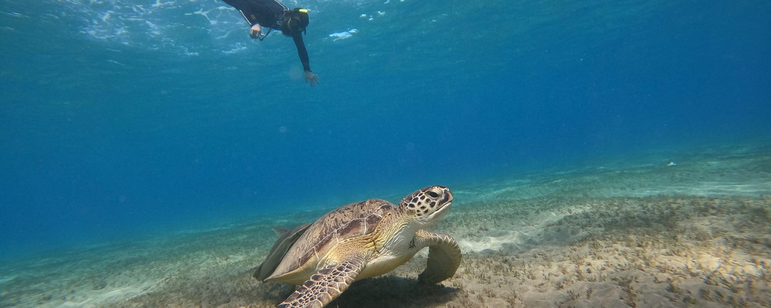 snorkel in egypt